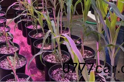 利用LED培育的玉米有何優勢？美(mei)國辳(nong)業部研究得